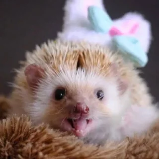 😛