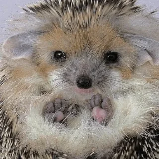 🤚