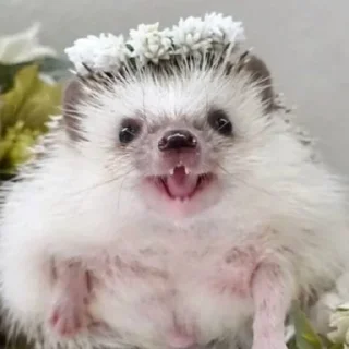 😄