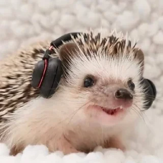 🎧