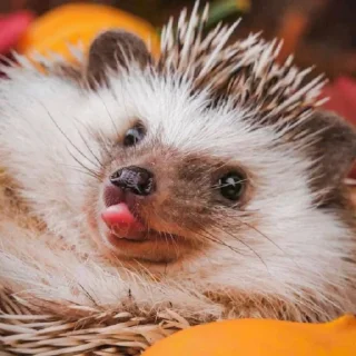 😛