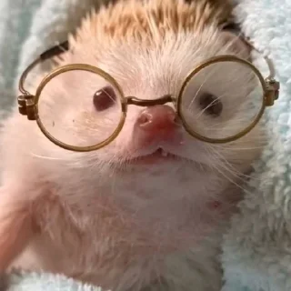 🤓