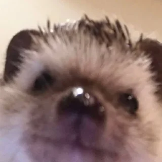 🥹