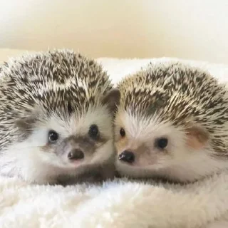 🤗