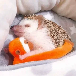 😴