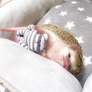 😴