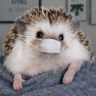 😷