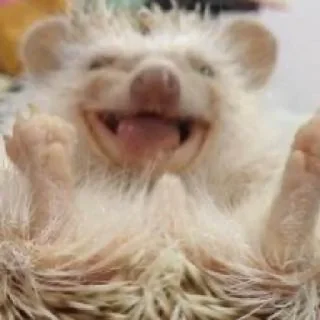 😂
