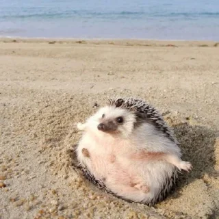 🦔