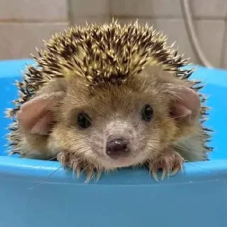 🥹