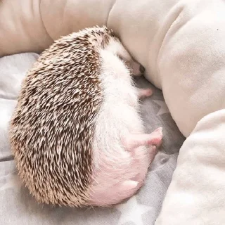 😴