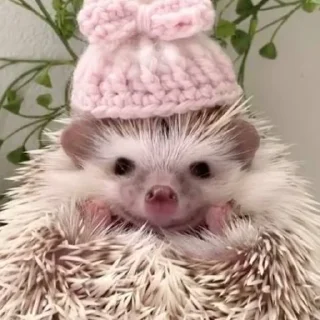 🤗
