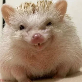 😆