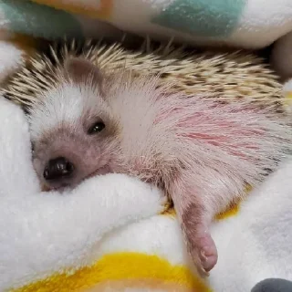 🥱
