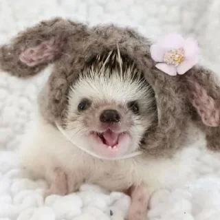 🤩