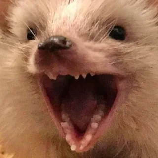 😆
