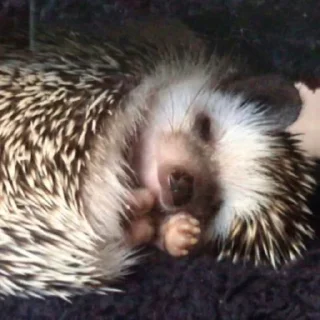😴