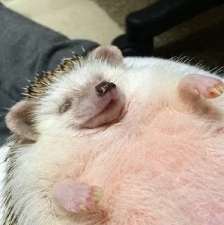 😴