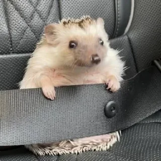 🚗