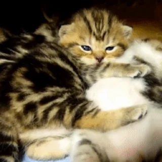 😽