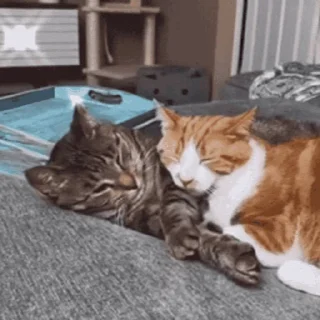 😽