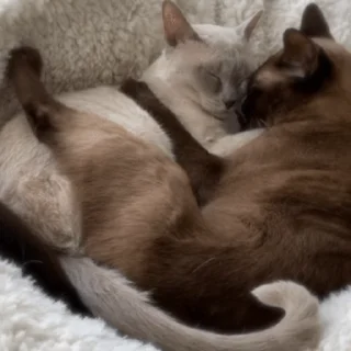 😽