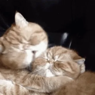 😽