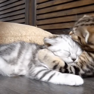 😽