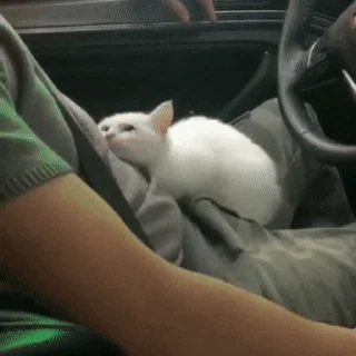 😽