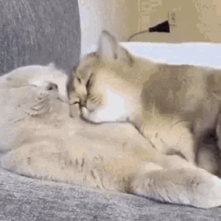 😽