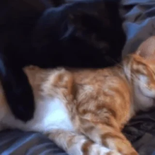 😽
