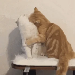 😽