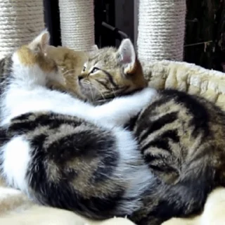 😽