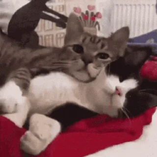 😽
