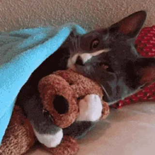 😽