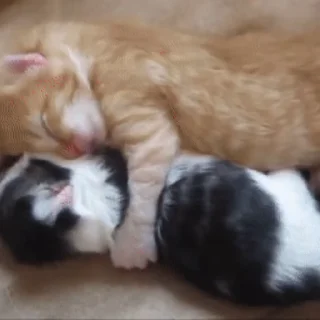 😽
