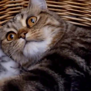 😽