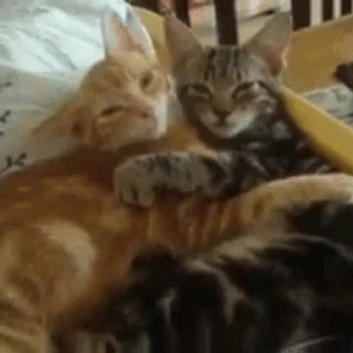 😽