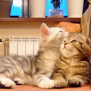 😽