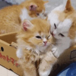 😽
