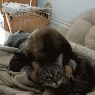 😽