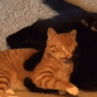😽