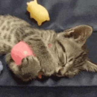 😽