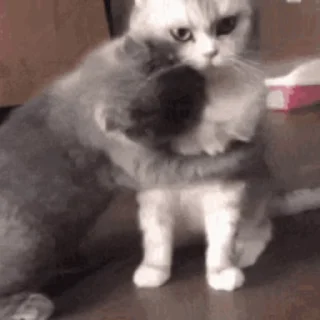 😽