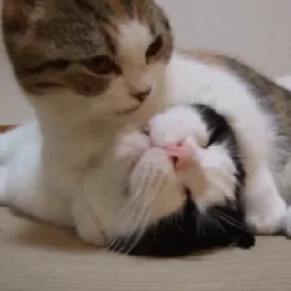 😽