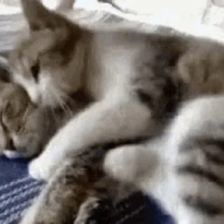 😽