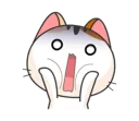 🐱