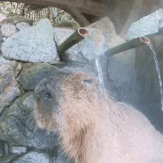 🚿