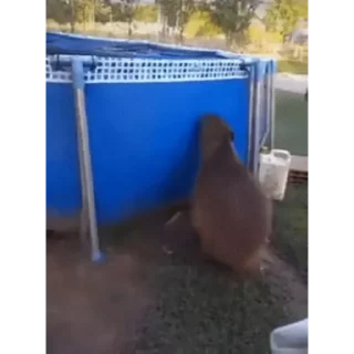 🏊