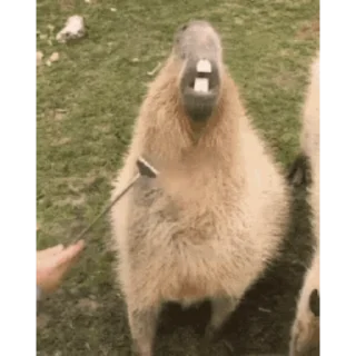 🦷